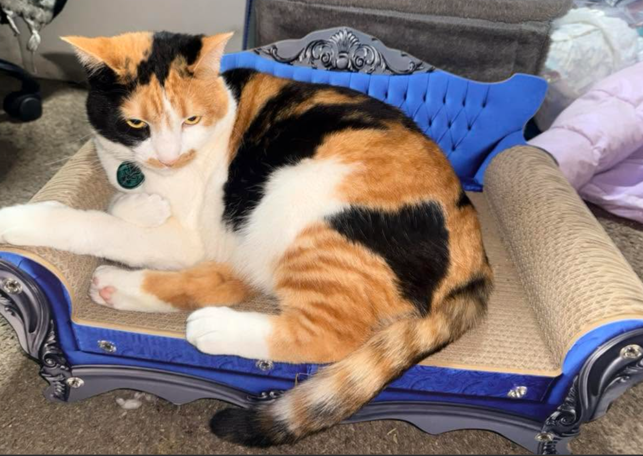 Cat Sofa Lounge Bed Scratcher